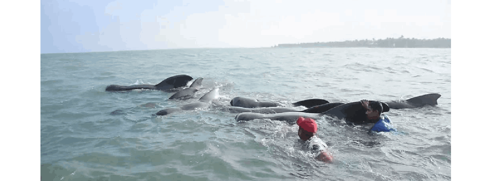 කල්පිටියට ගොඩගැසූ තල්මසුන්..